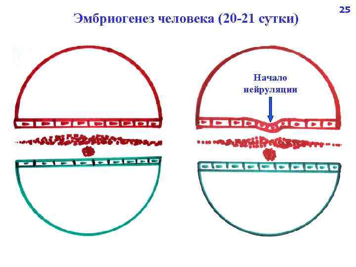 Эмбриогенез человека (20 -21 сутки) Начало нейруляции 25 