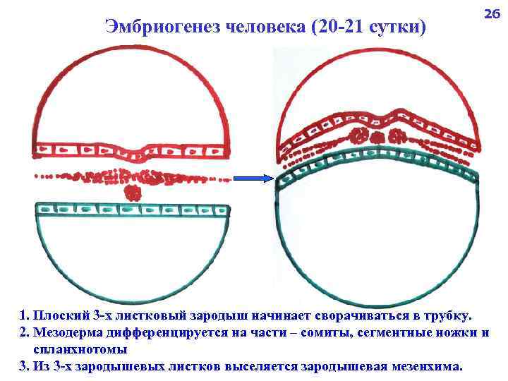 Эмбриогенез человека (20 -21 сутки) 26 1. Плоский 3 -х листковый зародыш начинает сворачиваться