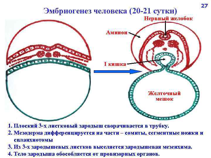 Эмбриогенез человека (20 -21 сутки) 27 Нервный желобок Амнион I кишка Желточный мешок 1.