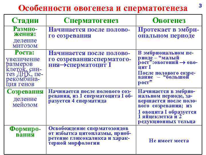 Особенности овогенеза и сперматогенеза 3 Стадии Сперматогенез Овогенез Размножения: деление митозом Роста: увеличение размеров