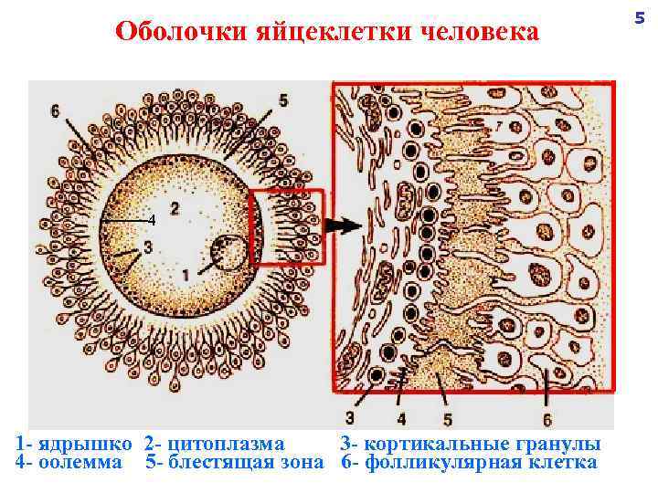 Оболочки яйцеклетки человека 4 1 - ядрышко 2 - цитоплазма 3 - кортикальные гранулы