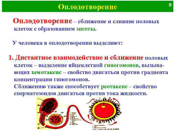 Оплодотворение – сближение и слияние половых клеток с образованием зиготы. У человека в оплодотворении