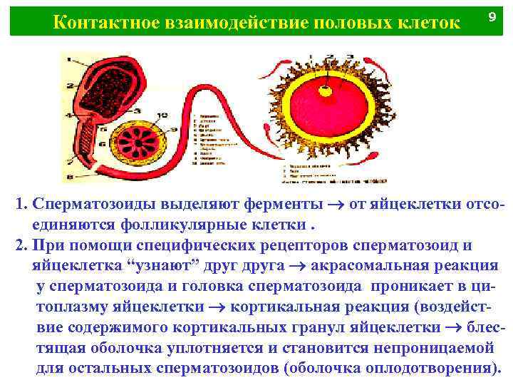 Контактное взаимодействие половых клеток 9 1. Сперматозоиды выделяют ферменты от яйцеклетки отсоединяются фолликулярные клетки.