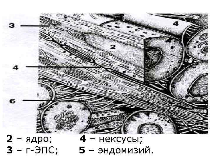 2 – ядро; 3 – г-ЭПС; 4 – нексусы; 5 – эндомизий. 