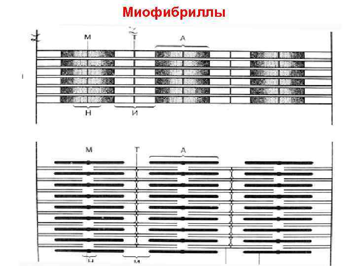 Миофибриллы 