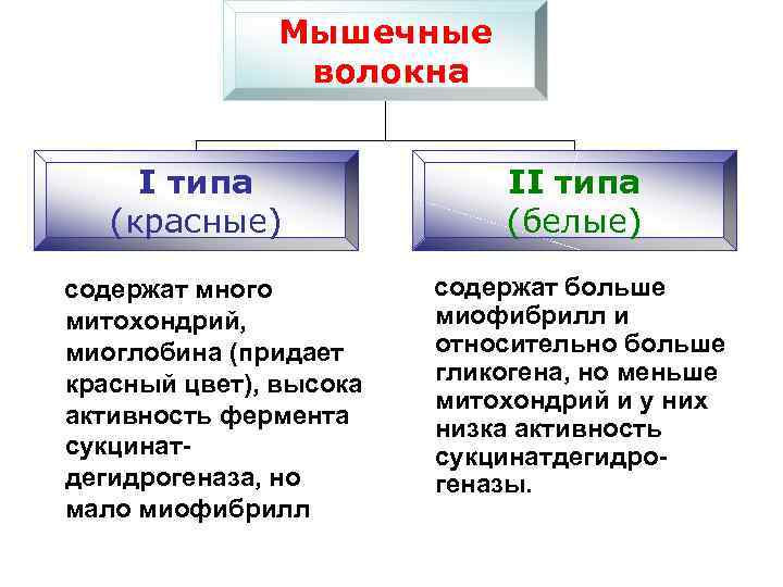 Мышечные волокна I типа (красные) содержат много митохондрий, миоглобина (придает красный цвет), высока активность