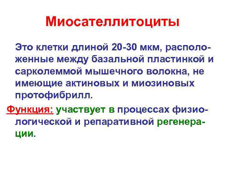 Миосателлитоциты Это клетки длиной 20 -30 мкм, расположенные между базальной пластинкой и сарколеммой мышечного