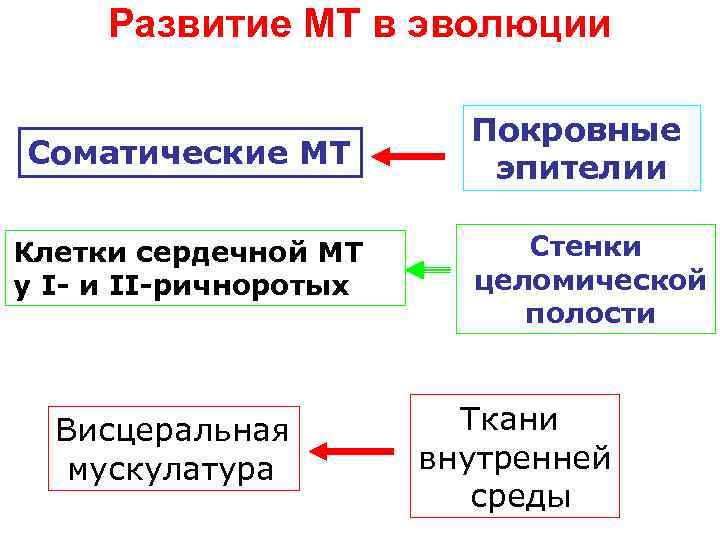 Развитие МТ в эволюции Соматические МТ Клетки сердечной МТ у I- и II-ричноротых Висцеральная