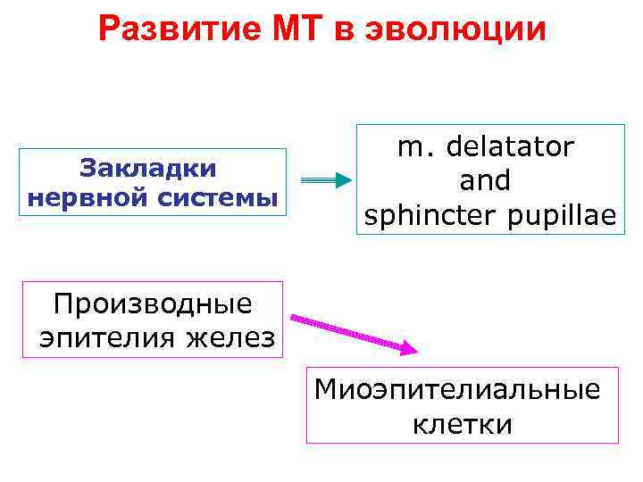 Развитие МТ в эволюции Закладки нервной системы m. delatator and sphincter pupillae Производные эпителия