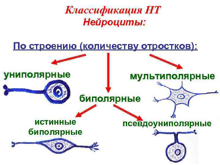 Нейроцит. Нейроциты строение классификация регенерация. Типы нейроцитов. Морфологическая классификация нейроцитов. Строение нейроцита.