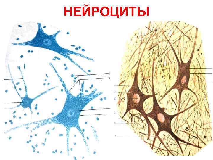 НЕЙРОЦИТЫ 