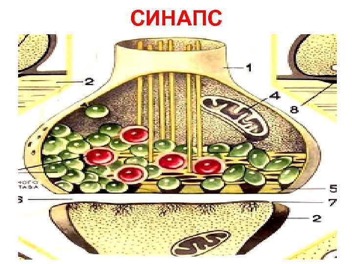 СИНАПС 