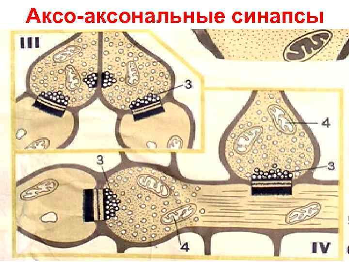 Аксо-аксональные синапсы 