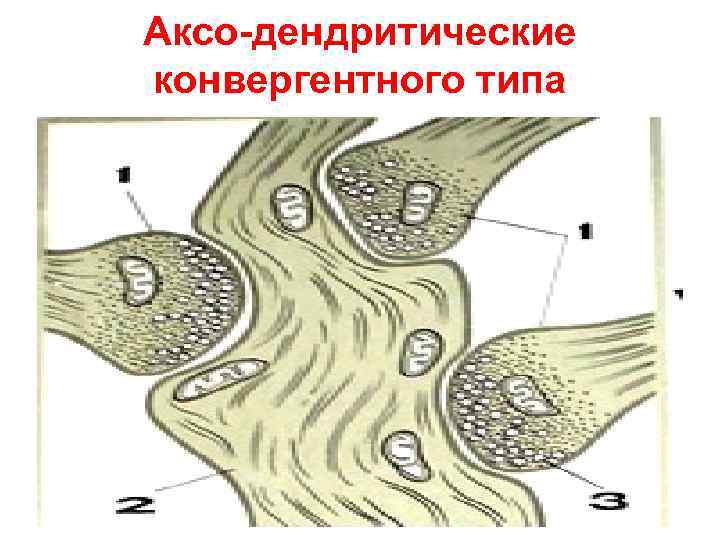 Аксо-дендритические конвергентного типа 