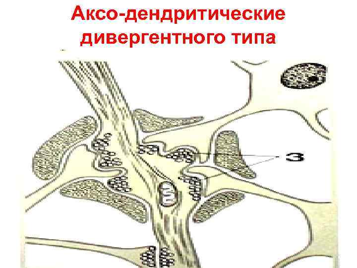 Аксо-дендритические дивергентного типа 