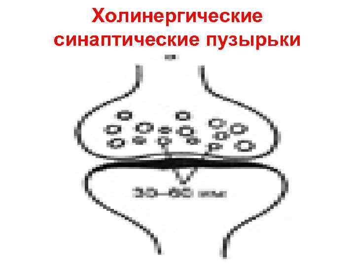 Холинергические синаптические пузырьки 