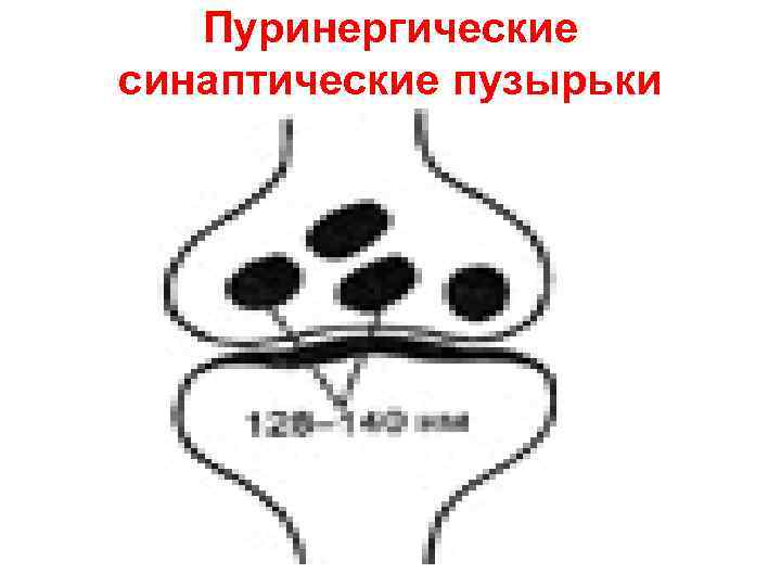 Пуринергические синаптические пузырьки 