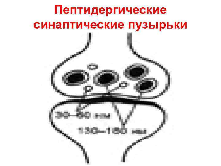 Пептидергические синаптические пузырьки 