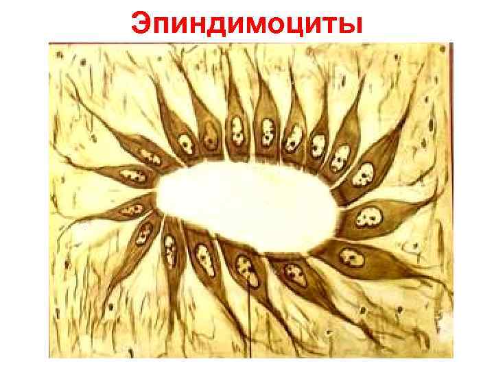 Эпиндимоциты 