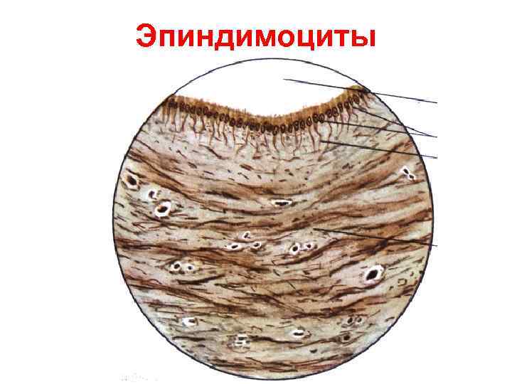 Эпиндимоциты 