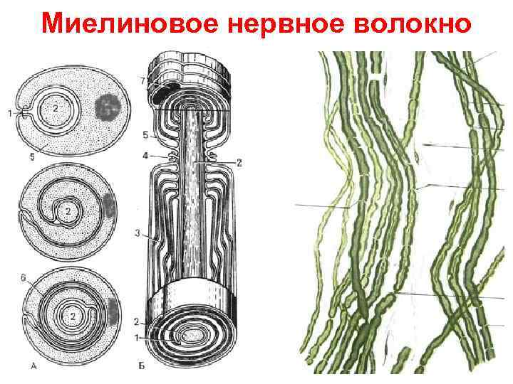Миелиновое нервное волокно 