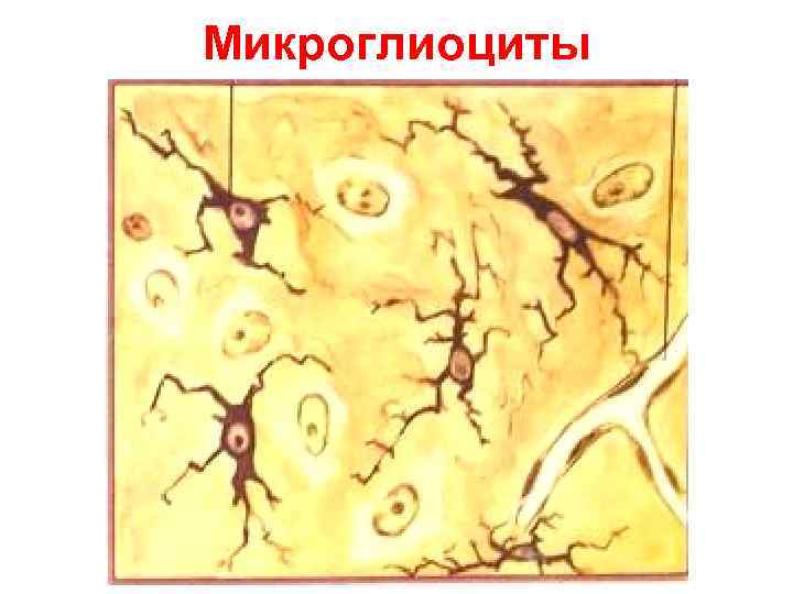 Микроглиоциты 