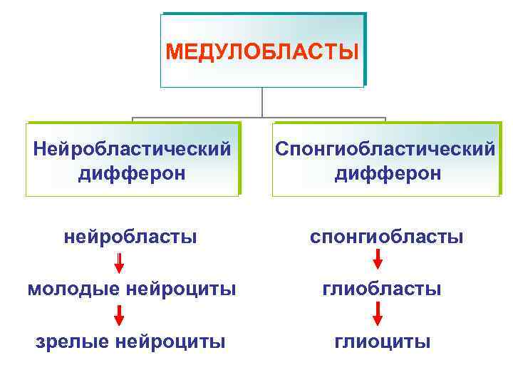 МЕДУЛОБЛАСТЫ Нейробластический дифферон Спонгиобластический дифферон нейробласты спонгиобласты молодые нейроциты глиобласты зрелые нейроциты глиоциты 