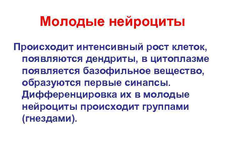 Молодые нейроциты Происходит интенсивный рост клеток, появляются дендриты, в цитоплазме появляется базофильное вещество, образуются