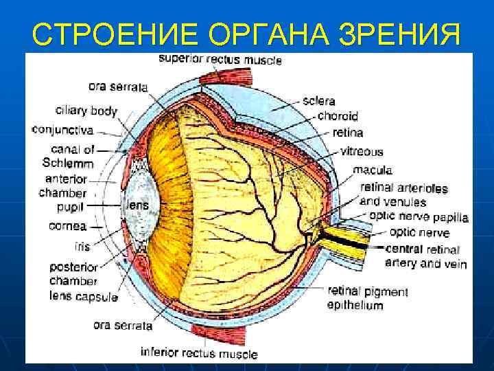 СТРОЕНИЕ ОРГАНА ЗРЕНИЯ 