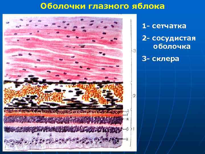 Оболочки глазного яблока 1 - сетчатка 2 - сосудистая оболочка 3 - склера 