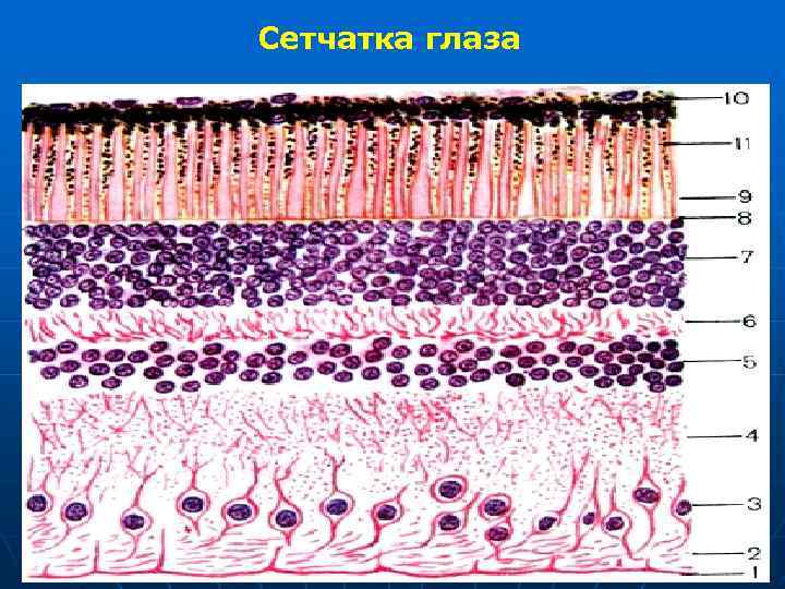 Сетчатка глаза 