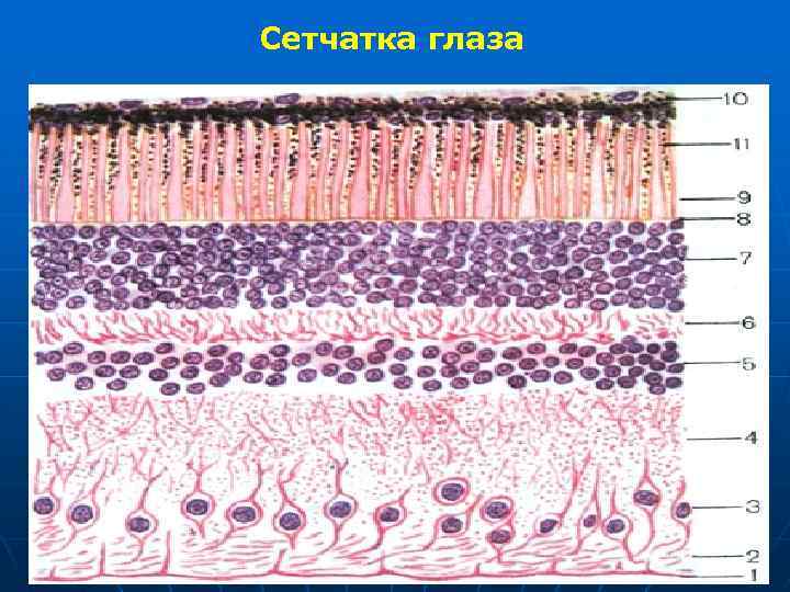 Сетчатка глаза 