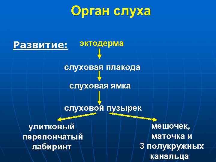 Орган слуха Развитие: эктодерма слуховая плакода слуховая ямка слуховой пузырек улитковый перепончатый лабиринт мешочек,