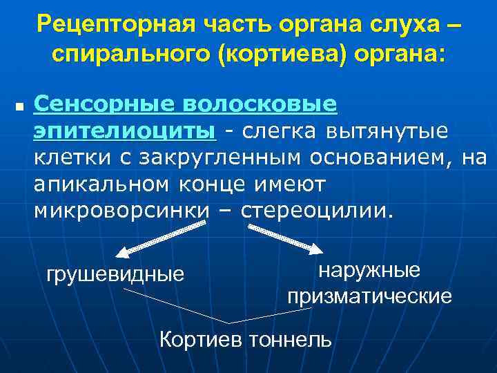 Рецепторная часть органа слуха – спирального (кортиева) органа: n Сенсорные волосковые эпителиоциты - слегка