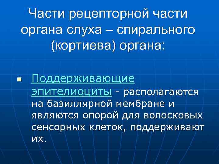 Части рецепторной части органа слуха – спирального (кортиева) органа: n Поддерживающие эпителиоциты - располагаются