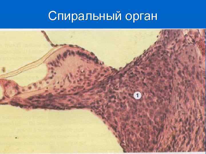 Спиральный орган 