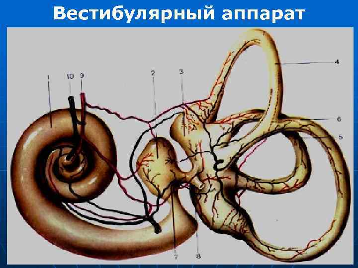 Вестибулярный аппарат 