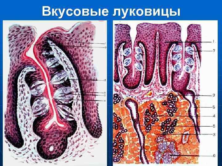 Вкусовые луковицы 