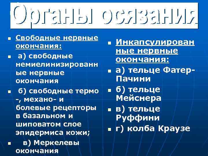 n n Свободные нервные окончания: а) свободные немиелинизированн ые нервные окончания б) свободные термо