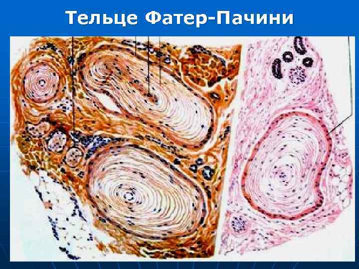 Тельце Фатер-Пачини 