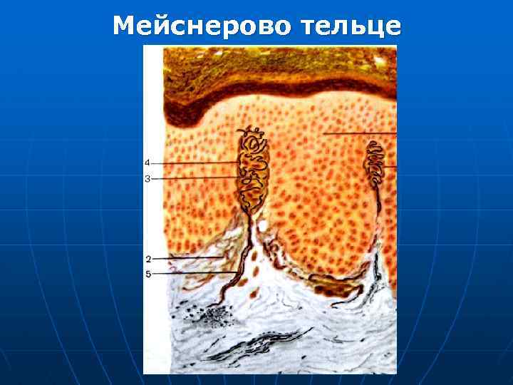 Мейснерово тельце 