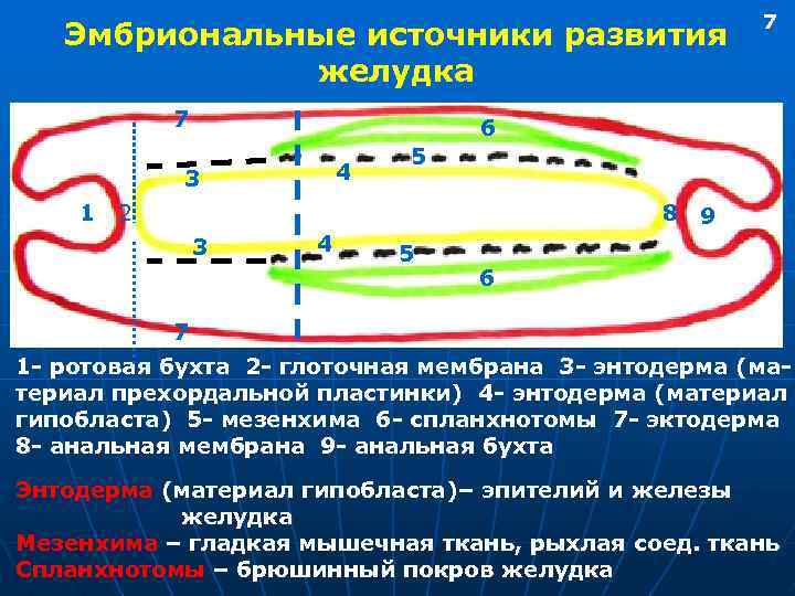 Эмбриональные источники развития желудка 7 6 4 3 1 7 5 2 8 9