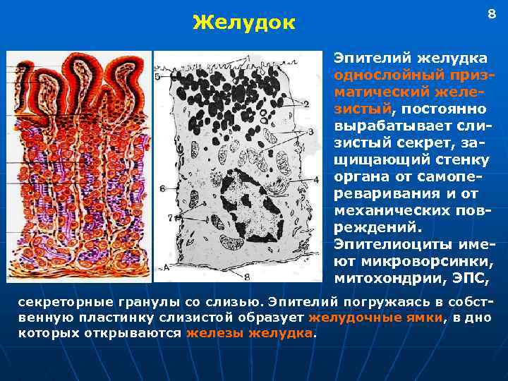 Гиперплазированный железистый эпителий на фоне крови