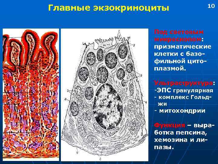 Главные экзокриноциты 10 Под световым микроскопом: призматические клетки с базофильной цитоплазмой. Ультраструктура: -ЭПС гранулярная