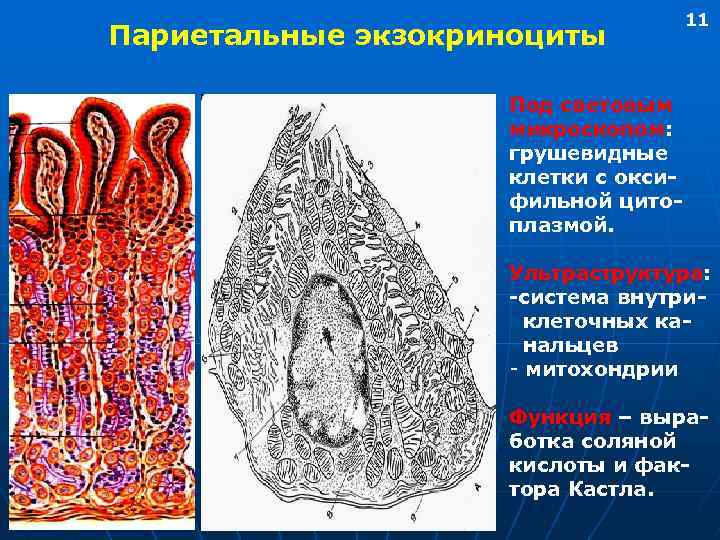 Париетальные экзокриноциты 11 Под световым микроскопом: грушевидные клетки с оксифильной цитоплазмой. Ультраструктура: -система внутриклеточных