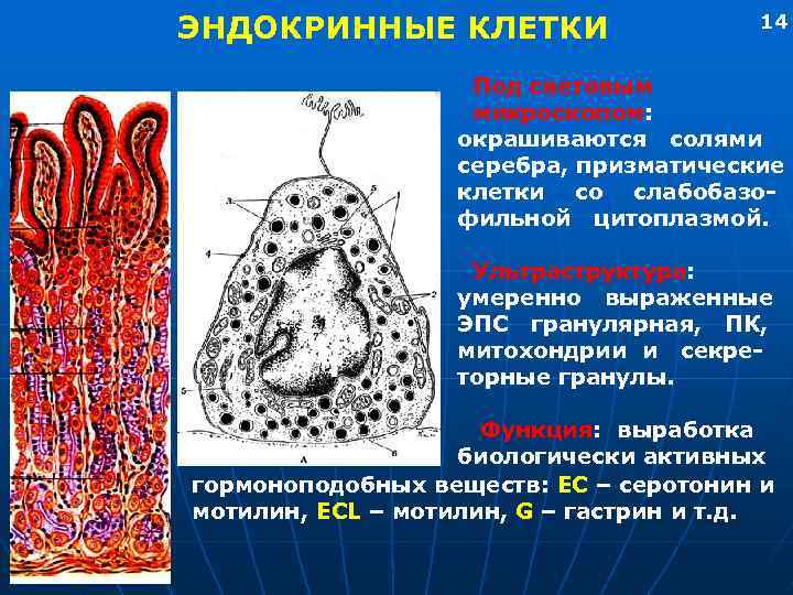 ЭНДОКРИННЫЕ КЛЕТКИ 14 Под световым микроскопом: окрашиваются солями серебра, призматические клетки со слабобазофильной цитоплазмой.