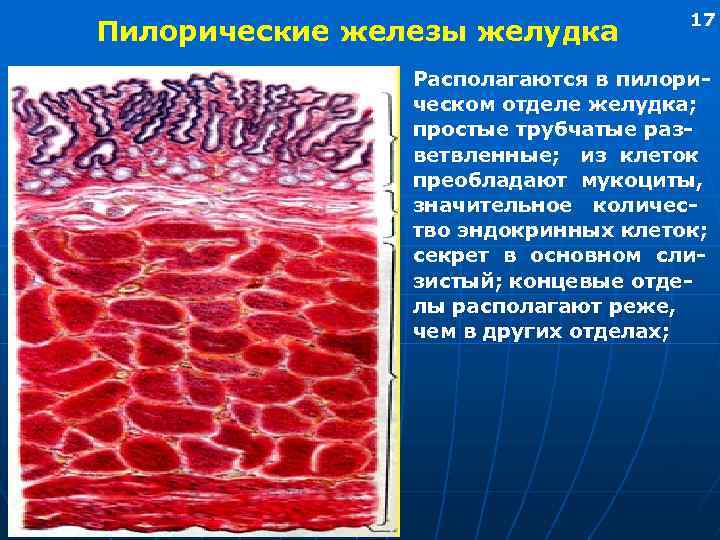 Пилорические железы желудка 17 Располагаются в пилорическом отделе желудка; простые трубчатые разветвленные; из клеток