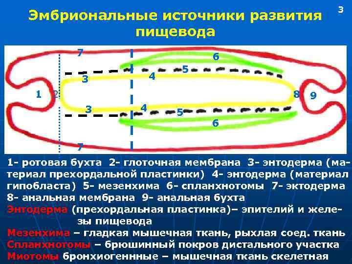 Эмбриональные источники развития пищевода 7 6 4 3 1 3 5 2 8 9