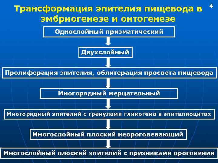 Трансформация эпителия пищевода в эмбриогенезе и онтогенезе 4 Однослойный призматический Двухслойный Пролиферация эпителия, облитерация