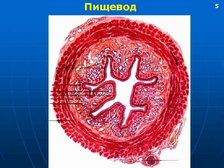 Пищевод Б 5 